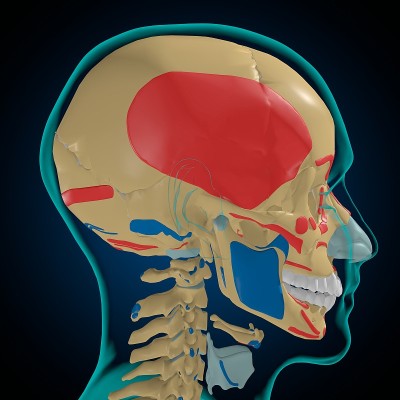 用于医学概念3D的肌肉起源和插入解剖骨骼