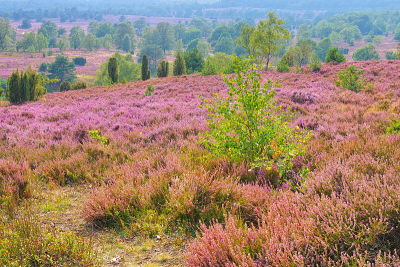 从山上看，秋天在Wilsede附近的Lueneburg Heath