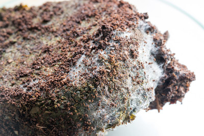 实验室微生物学咖啡渣中的真菌。