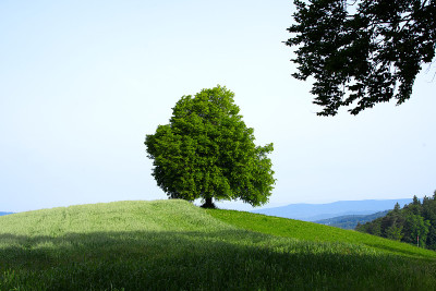 在一个阳光明媚的夏日早晨，苏黎世当地的Uetliberg州山上的一棵美丽的单树。