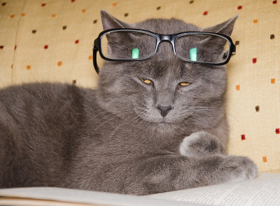 商务猫戴着眼镜看书