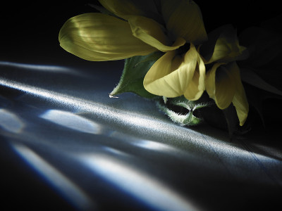 flower83
