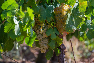 AOC Luberon mountains的葡萄园靠近Apt与老葡萄树干生长在红色粘土土壤，白葡萄酒