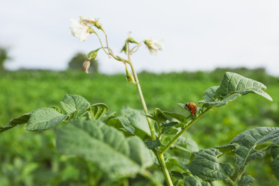 科罗拉多马铃薯甲虫(Leptinotarsa decemlinata)