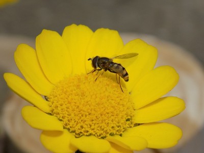 雏菊和Eupeodes