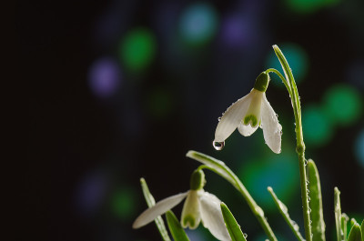 花上有露珠的春雪花莲。