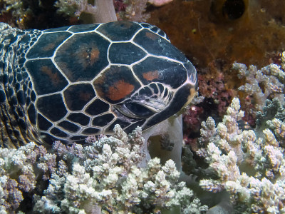 玳瑁海龟(Eretmochelys imbricata)的头