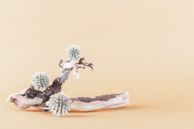 浮木和干花在柔和的米色背景上。
