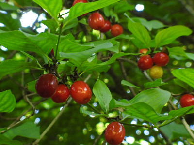 山茱萸