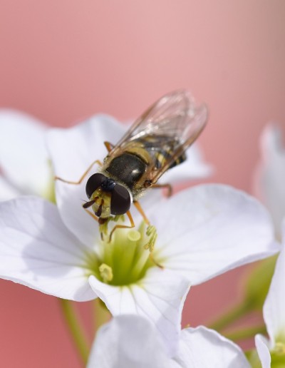 Syrphus ribesii