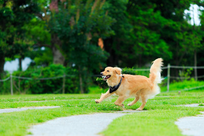 金毛猎犬