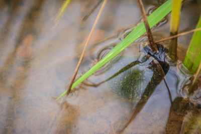 金苹果蜗牛(Pomacea cananaliculata)吃水稻树。外来淡水软体动物是水稻的主要敌人