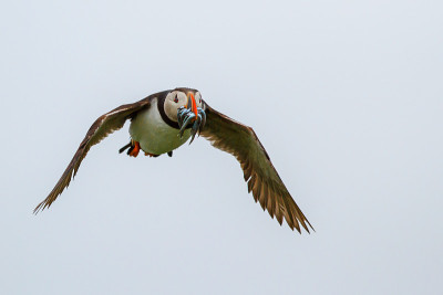 海雀和沙鳗