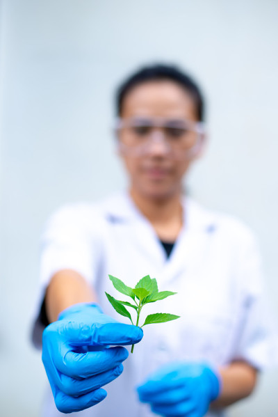 科学家拿着薄荷叶在白色的背景