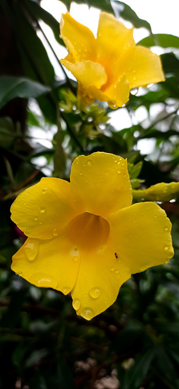 花