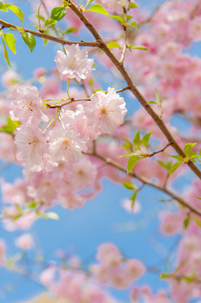 日本东京，樱花节。