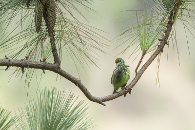 斯里兰卡埃拉的黄面Barbet