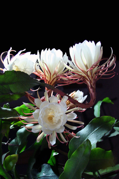 昙花仙人掌花