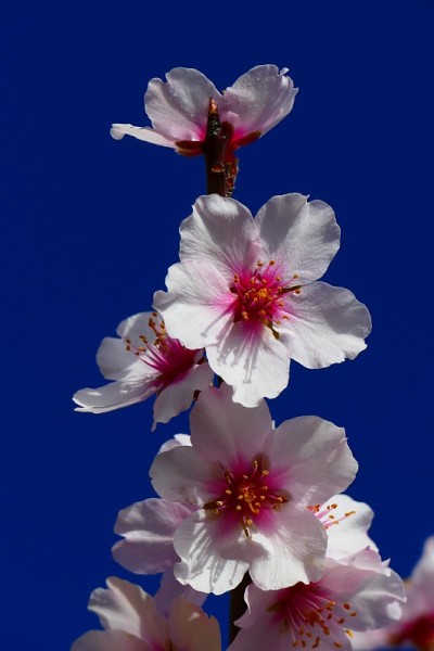 树在开花，Var
