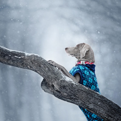 可爱的魏玛犬在冬天户外摆姿势