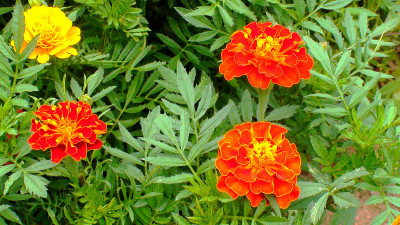 花为丁香或康乃馨(石竹)