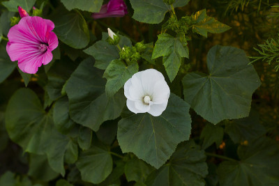 花园中紫菀花，俯视图
