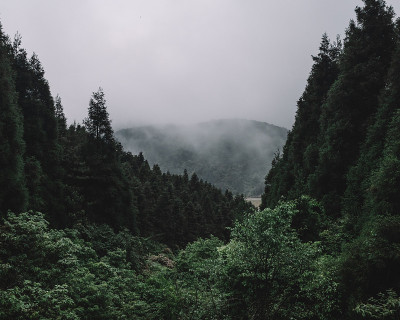 中国江西明月山上的森林