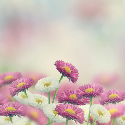 玛格丽特花