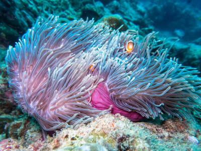 华丽海葵中的小丑鱼(Amphiprion ocellaris)