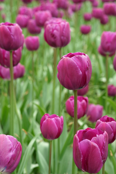 紫色郁金香花