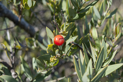 Osyris lanceolata