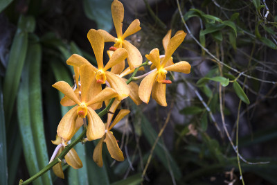 黄蜘蛛兰花