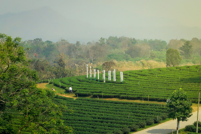 美丽的风景，新鲜的绿茶农场，绿色的自然田野背景的秋芳茶园，Mae Chan，泰国清莱。2019年2月