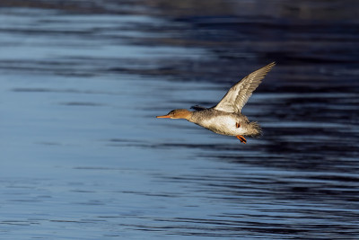 普通的秋沙鸭(Mergus merganser)