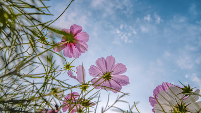 金鸡菊