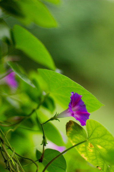 紫色的牵牛花