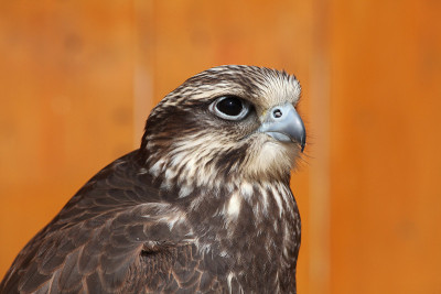 Saker猎鹰(Falco cherrug)。