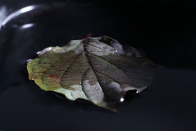 秋天的树叶从树上吹落