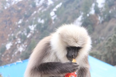 灰色叶猴，坐在烟斗上吃饼干，坚果