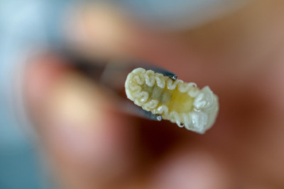 等足类(甲壳纲)，等足类生活在海洋中，在淡水中，等足类有壳质外骨骼和关节四肢，用于实验室教育。