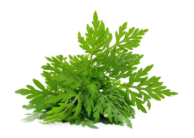 绿色豚草。