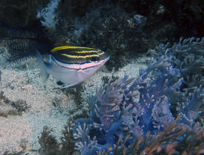斑纹单眼鲷(Scolopsis bilineata)