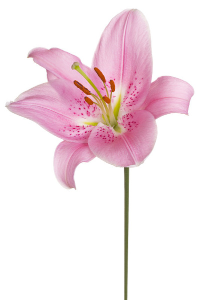 百合花孤立在白色上