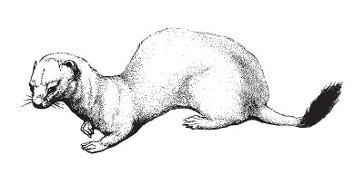 白鼬或短尾鼬(鼬鼠鼬)-复古插画