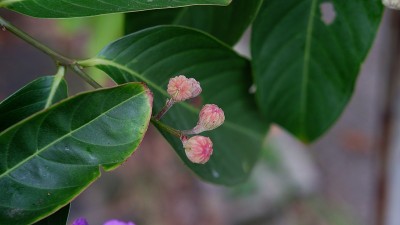 桃金娘或小花紫薇的花蕾