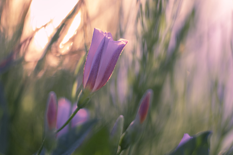 田野的旋花，黎明的阳光