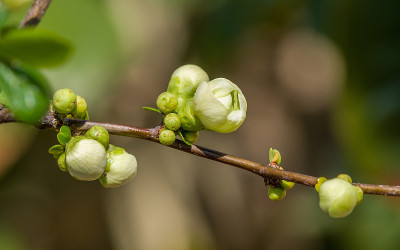 春花系列，木瓜