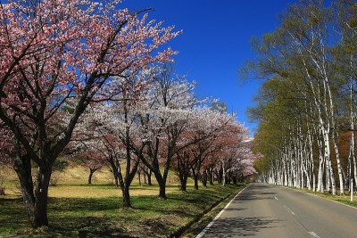 蓝天和樱花