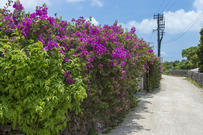 日本冲绳县竹见岛的九重葛花街