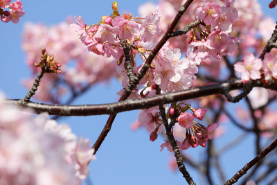 河津樱花盛开，江户川区，日本东京